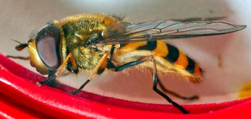 Réf. 302 663 : Syrphus torvus